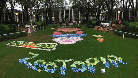 Click to enlarge image Easter 2016 Candy Hunt on the Oak Manor lawn – that’s a lot of candy!